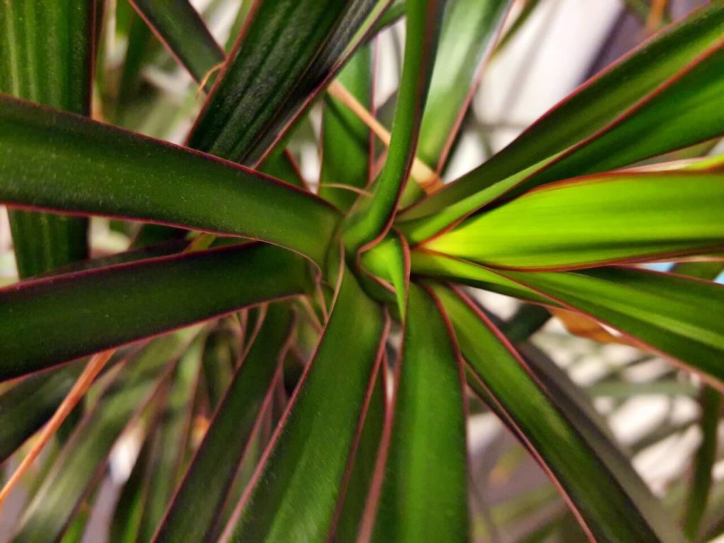 bunte Blätter der Dracaena