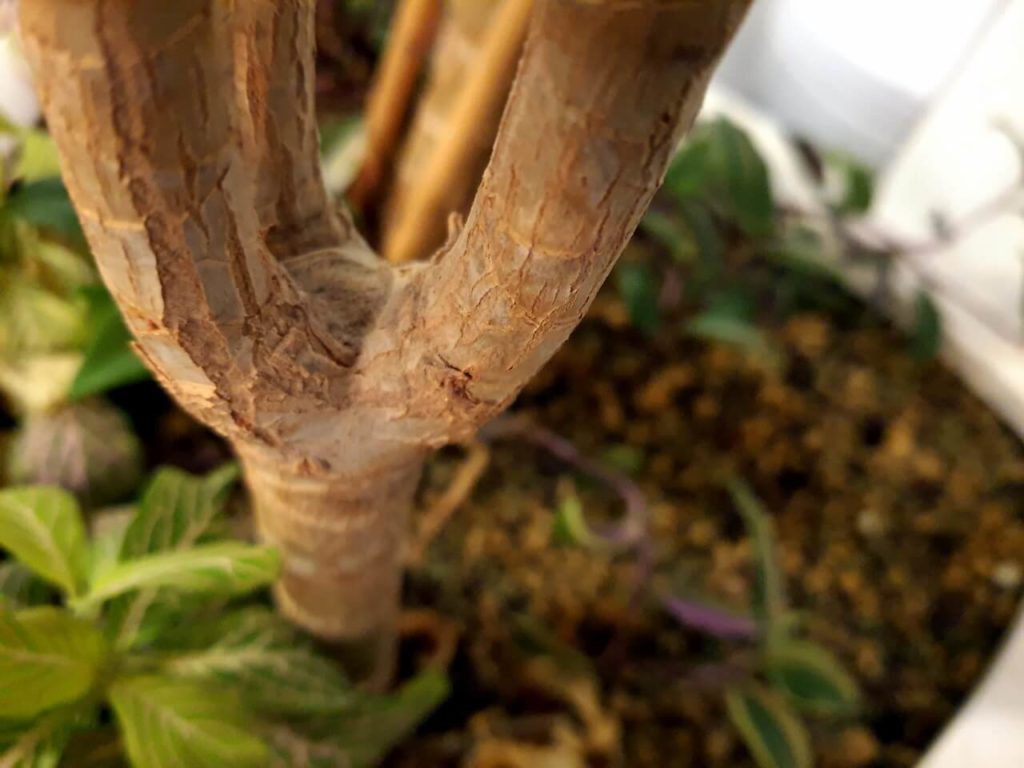 Stam Verzweigung im Detail Dracaena